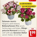 Aktuelle Geranien Angebote bei EDEKA in Saarbrücken Aktuelles Solanum-Jasmin oder Balkonpflanzen-Trio oder Hängepetunien Karneval oder Geranien Steher Angebot bei EDEKA in Saarbrücken ab 1,99 €