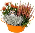 Herbstarrangement von  im aktuellen REWE Prospekt für 7,99 €
