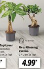 Ficus Ginseng/ Pachira bei Lidl im Neubrandenburg Prospekt für 4,99 €