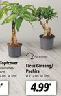 Lidl Neubrandenburg - Ficus Ginseng/ Pachira Angebot im Prospekt Ficus Ginseng/ Pachira bei Lidl im Neubrandenburg Prospekt für 4,99 €