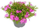 Aktuelles Polsterphlox oder Gartennelke Angebot bei REWE in Düsseldorf ab 1,99 €