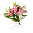 Lilien oriental für 2,99 € bei Kaufland im Angebot Lilien oriental im aktuellen Kaufland Prospekt