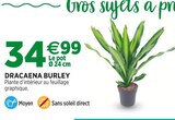 Promo Dracaena burley à 34,99 € dans le catalogue Jardineries du terroir à Saint-Julien-en-Genevois