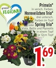 Aktuelles Primeln oder Hornveilchen Trio oder Spring Trio Angebot bei EDEKA in Augsburg ab 1,69 €