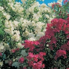 Laurier rose en promo chez Carrefour Boulogne-Billancourt à 4,99 €