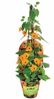 Dehner Garten-Center Hopfgarten - SCHWARZÄUGIGE SUSANNE Angebot im Prospekt SCHWARZÄUGIGE SUSANNE bei Dehner Garten-Center im Hopfgarten Prospekt für 7,99 €