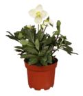 Christrose "Christmas Carol" im Angebot bei OBI in Aschaffenburg Christrose "Christmas Carol" Angebote von Grow by OBI bei OBI Aschaffenburg für 4,99 €