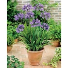 Agapanthe en promo chez Carrefour Paris à 11,99 €