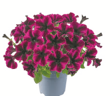 toom Baumarkt Täferrot - Petunien-Besonderheiten Angebot im Prospekt Petunien-Besonderheiten bei toom Baumarkt im Täferrot Prospekt für 2,99 €