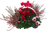 Heidegarten Mix oder Gemischter Herbststrauß bei EDEKA im Prospekt "" für 5,99 €