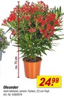 Oleander bei toom Baumarkt im Schwerin Prospekt für 24,99 €