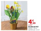 Bulbes en pot en promo chez Hyper U Saintes à 4,99 €