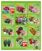 Aktueller EDEKA Prospekt mit Blumen, "Wir lieben Lebensmittel.", Seite 13
