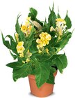 Aktuelle Pflanzen Angebote bei Netto Marken-Discount in Jena Aktuelles Celosia Hahnenkamm Angebot bei Netto Marken-Discount in Jena ab 2,99 €