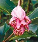 Medinilla Magnifica Pinatubo für 7,99 € bei Netto mit dem Scottie im Angebot Medinilla Magnifica Pinatubo im aktuellen Netto mit dem Scottie Prospekt