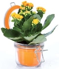 Kalanchoé en vase - Lidl à Neuilly-sur-Seine Kalanchoé en vase en promo chez Lidl Neuilly-sur-Seine à 1,49 €