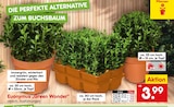 Euonymus Green Wonder Kugel von  im aktuellen Netto Marken-Discount Prospekt für 3,99 €