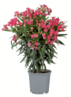 Oleander von  im aktuellen toom Baumarkt Prospekt für 19,99 €