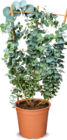 Eucalyptus im aktuellen Prospekt bei Netto Marken-Discount in Miesitz
