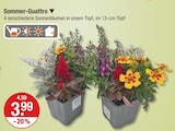 Sommer-Quattro für 3,99 € bei V-Markt im Angebot Sommer-Quattro im aktuellen V-Markt Prospekt