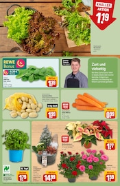 Ähnliche Rollrasen Angebote im Prospekt "Dein Markt" von REWE in Jena Ähnliche Angebote wie Rollrasen im Prospekt "Dein Markt" auf Seite 7 von REWE in Jena