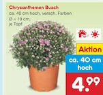 Aktuelle Chrysantheme Angebote bei Netto Marken-Discount in Mannheim Aktuelles Chrysanthemen Busch Angebot bei Netto Marken-Discount in Mannheim ab 4,99 €