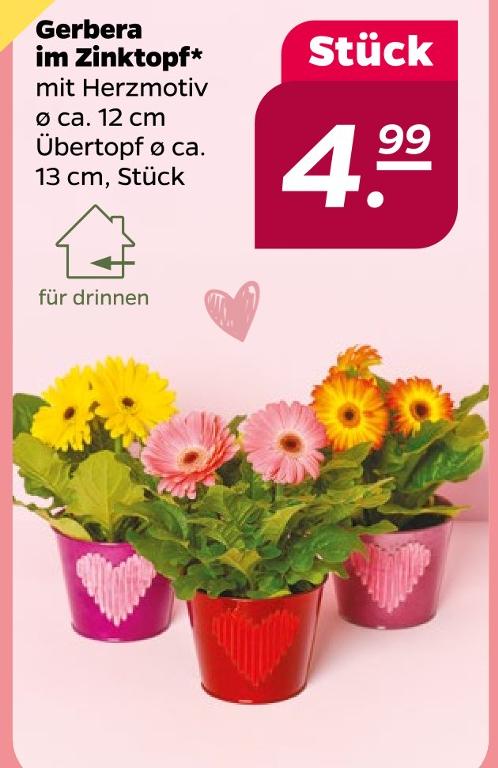 Gerbera im Zinktopf