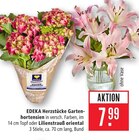 Aktuelle Hortensie Angebote bei Marktkauf in Heilbronn Aktuelles Gartenhortensien Angebot bei Marktkauf in Heilbronn ab 7,99 âŹ