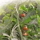 Tuteur tomate spirale Nortene® dans le catalogue Jardiland