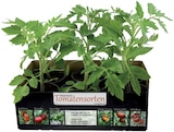 Barquette de tomates anciennes - Lidl à Colmar Barquette de tomates anciennes en promo chez Lidl Colmar à 4,29 €