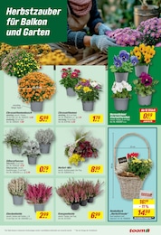 Hornveilchen Angebot & Preis im aktuellen toom Baumarkt Prospekt Hornveilchen Angebot im aktuellen toom Baumarkt Prospekt auf Seite 15