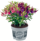 Nützlingsfreundliche Veronika „All Blooms“ für 5,49 € bei toom Baumarkt im Angebot Nützlingsfreundliche Veronika „All Blooms“ im aktuellen toom Baumarkt Prospekt