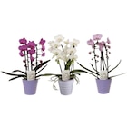 Orchidée cascade - Carrefour à Le Mans Orchidée cascade en promo chez Carrefour Le Mans à 9,99 €
