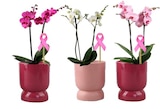 Orchidée dans le catalogue Carrefour