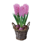 Jacinthes en corbeille en promo chez Lidl Jacinthes en corbeille dans le catalogue Lidl