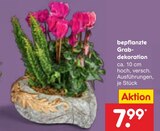 bepflanzte Grabdekoration im Angebot bei Netto Marken-Discount in Salzgitter bepflanzte Grabdekoration Angebote bei Netto Marken-Discount Salzgitter für 7,99 €