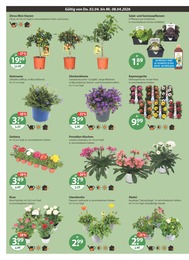 Blumen im V-Markt Prospekt "V-Markt einfach besser einkaufen" auf Seite 20