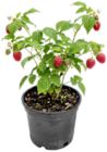 Beeren für 3,33 € bei Thomas Philipps im Angebot Beeren im aktuellen Thomas Philipps Prospekt
