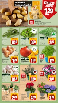 Zimmerpflanzen im aktuellen REWE Prospekt (Mannheim) Zimmerpflanzen im REWE Prospekt "Dein Markt" mit 26 Seiten (Mannheim)