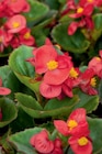 Plantes à massif - Carrefour à Nantes Plantes à massif en promo chez Carrefour Nantes à 4,25 €