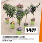 OBI Biedenkopf Prospekt mit  im Angebot für 14,99 €