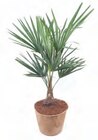 Hanfpalme im OBI Prospekt Hanfpalme von Grow By Obi im aktuellen OBI Prospekt fĂŒr 34,99 âŹ