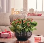 Jardiland Lexy - Promo Kalanchoe Promo Kalanchoe à 15,99 € dans le catalogue Jardiland à Lexy