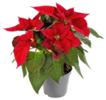 Weihnachtsstern  im aktuellen Kaufland Prospekt für 3,99 €