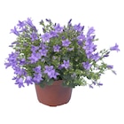 Glockenblume von Grow by Obi im aktuellen OBI Prospekt