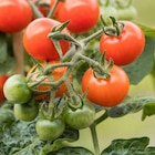 Salattomate Ferline Angebote bei Garten-Center Nordharz GmbH & Co. KG Kassel für 2,49 €