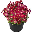 Frühlingsstauden für 1,29 € bei Hagebaumarkt im Angebot Frühlingsstauden im aktuellen Hagebaumarkt Prospekt