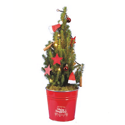 Picea-Bäumchen im Zinkeimer