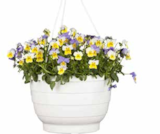 Viola cornuta Ampel bei OBI im Marburg Prospekt für 7,99 €
