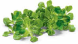 Bio Feldsalat Angebote von BioBio bei Netto Marken-Discount Delmenhorst für 1,29 €